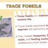Fossils - Image 4